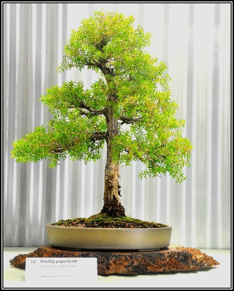 paperbark1